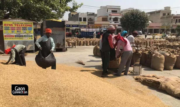 Mandi-1-1-1-1024x614