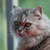Elegant Persian Cat with Long Silky Coat