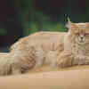 Majestic Maine Coon Cat Relaxing Outdoors