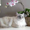Beautiful Ragdoll Cat with Striking Blue Eyes Indoors