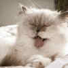 Yawning Himalayan Cat with Fluffy Long Coat