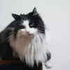 Long-Haired Norwegian Forest Cat Sitting Gracefully