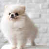 Small in size, huge in loyalty  just like Tuffy..