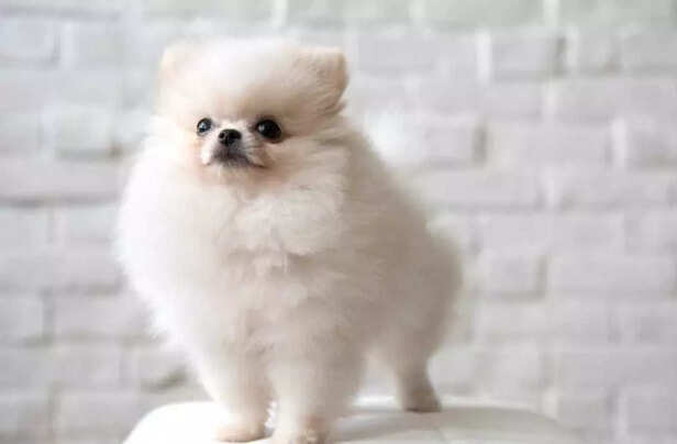 Small in size, huge in loyalty  just like Tuffy..