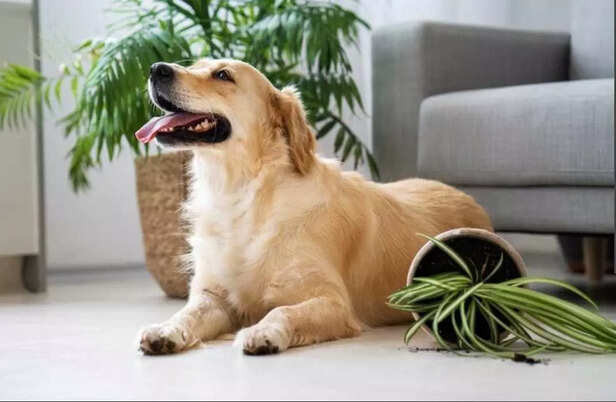 In a world of greed, he chose loyalty..