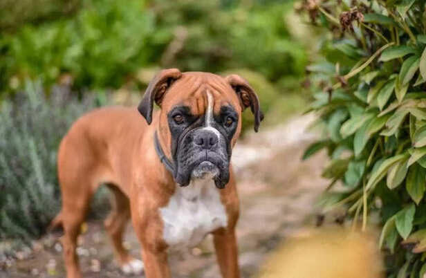 Strong, loyal, and wild at heart Hulk protects with pure love..