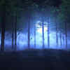 Forest During Night