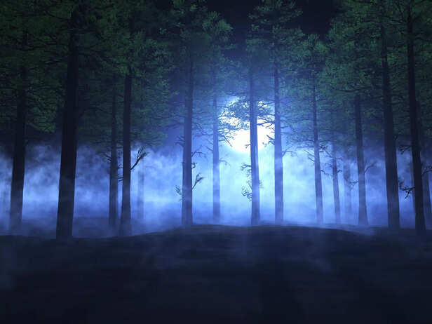Forest During Night