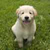 Cute Labrador Puppy Sitting on Gras