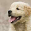 Cute Labrador Puppy