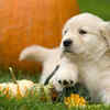 Adorable Labrador Puppy with Pumpkins