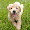 Playful Labrador Puppy Enjoying Outdoor Fun on Green Grass