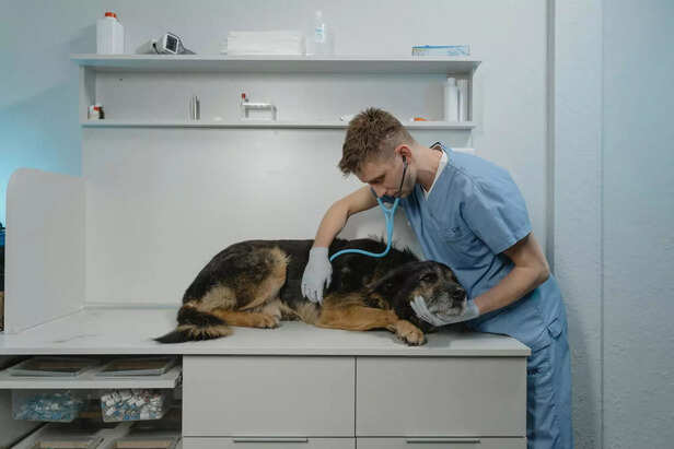 When a dog is unresponsive: checking vitals first