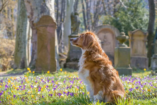 Pet cremation and burial for final goodbye
