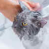 Bathing a Persian Cat with Cat-Safe Shampoo