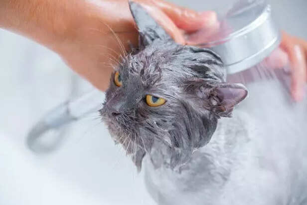 Bathing a Persian Cat with Cat-Safe Shampoo