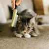 Brushing a Long-Haired Cat to Prevent Tangles