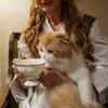 Feeding a Persian Cat for Healthy Coat and Nutrition