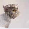 Wet Persian Cat During Bathing and Grooming Session