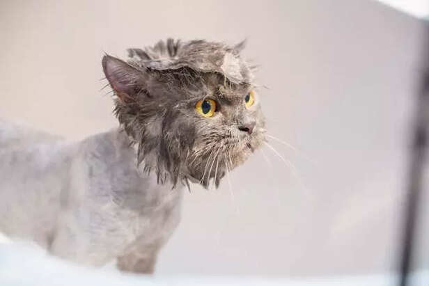 Wet Persian Cat During Bathing and Grooming Session