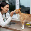 Checking a Cat’s Oral Hygiene and Dental Health