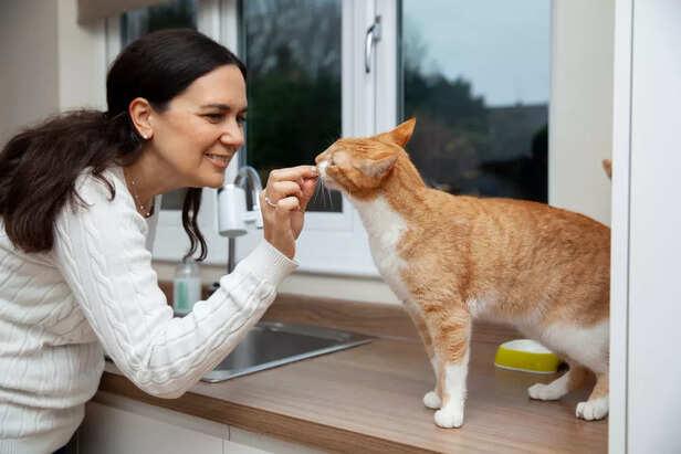 Checking a Cat’s Oral Hygiene and Dental Health