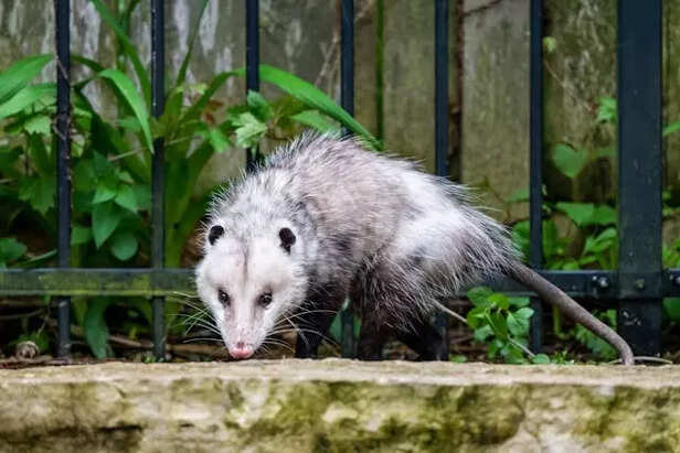 Opossum