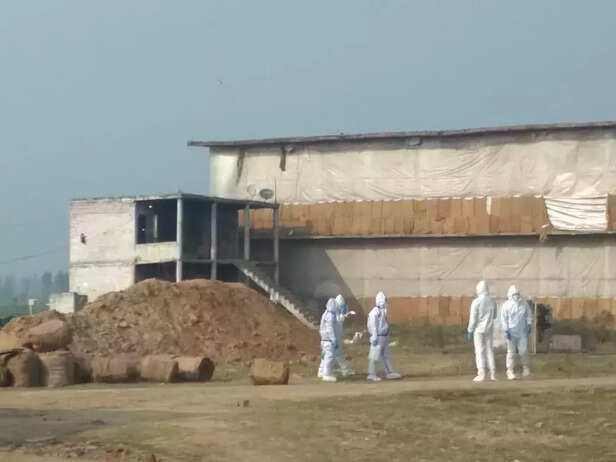 350810-bird-flu-haryana