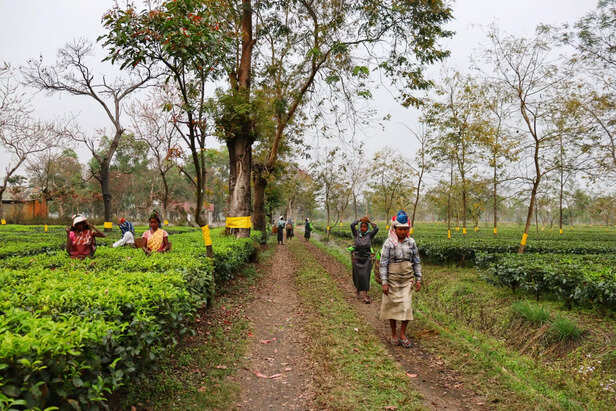 Women-tea-garden-workers-at-Sonabheel-Tea-Estate-scaled