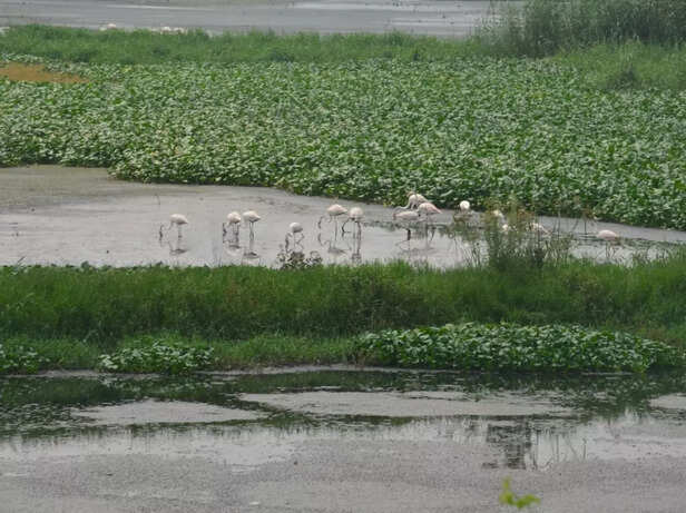 2_9_19_flamingos-in-nj