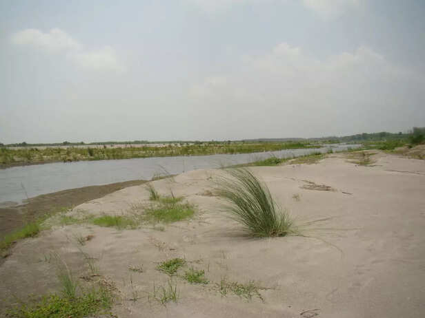 pioneering-grasses-in-freshly-deposited-sand-bar