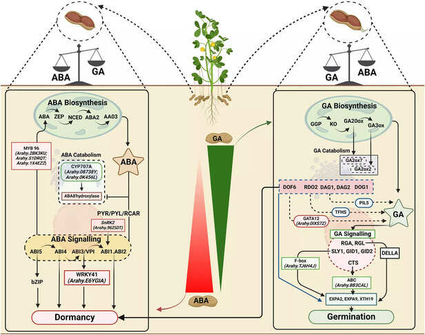 यह जीनोमिक खोज न केवल किसानों की आमदनी बचाने की क्षमता रखती है, बल्कि जलवायु-लचीली कृषि की दिशा में भारत और दुनिया के लिए एक मजबूत कदम भी साबित हो सकती है।