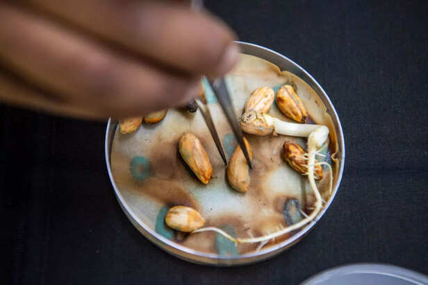 अध्ययन में पाया गया कि कुछ किस्में 30 दिनों से अधिक समय तक बिना अंकुरित हुए सुरक्षित रहीं, जबकि कुछ किस्मों में एक सप्ताह के भीतर ही अंकुरण शुरू हो गया।