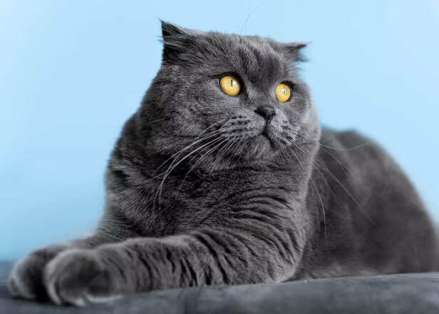 British Shorthair Cats