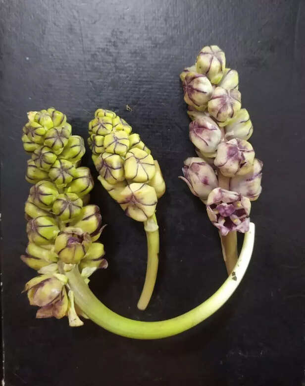 WhatsApp-Image-2020-09-17-at-12.36.32-PM-811x1024