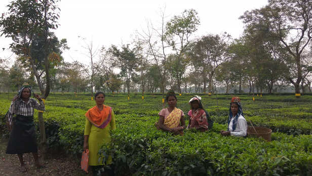 Junika-Surin-second-from-left-the-supervisor-among-tea-leaves-pluckers-scaled