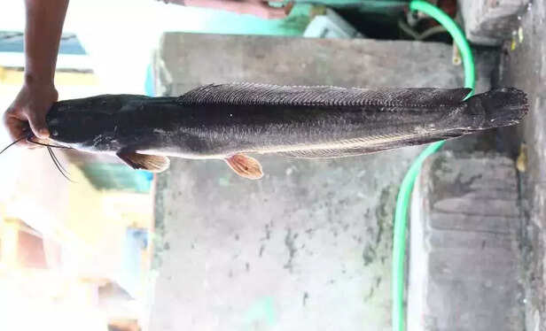 350765-mangur-fish-lucknow