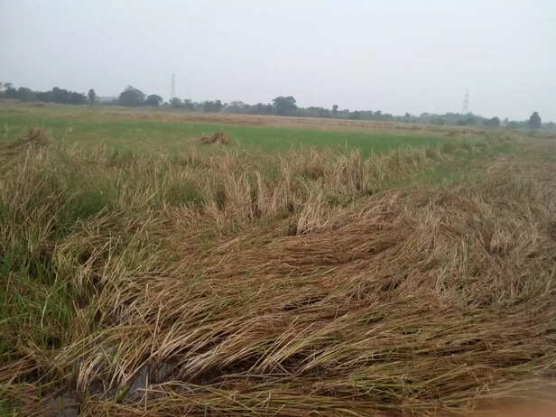 WhatsApp-Image-2021-01-16-at-10.33.32-AM-1024x768