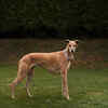 Azawakh Dog Breed Standing Outdoors