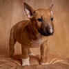 Xoloitzcuintli Puppy