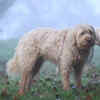 Otterhound Dog Breed Outdoors