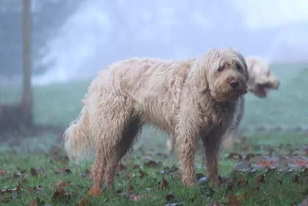 Otterhound Dog Breed Outdoors