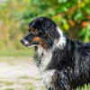 Mudi Dog Breed Outdoors