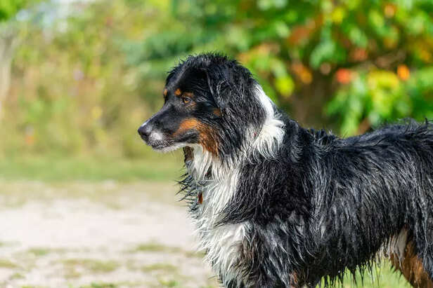 Mudi Dog Breed Outdoors