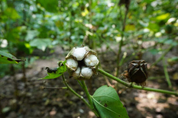 Damaged-cotton-flowers-3-scaled