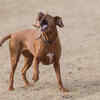 Thai Ridgeback Dog Playing Outdoors