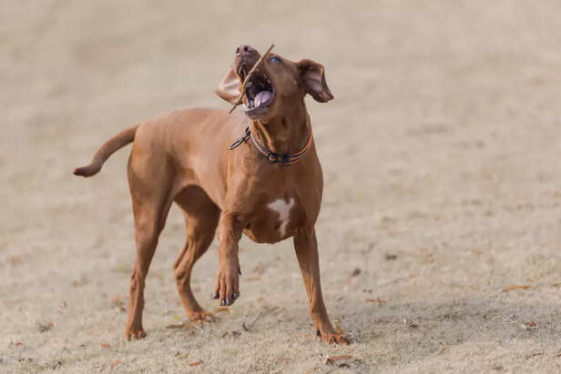 Thai Ridgeback Dog Playing Outdoors