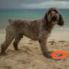Lagotto Romagnolo Dog at the Beach