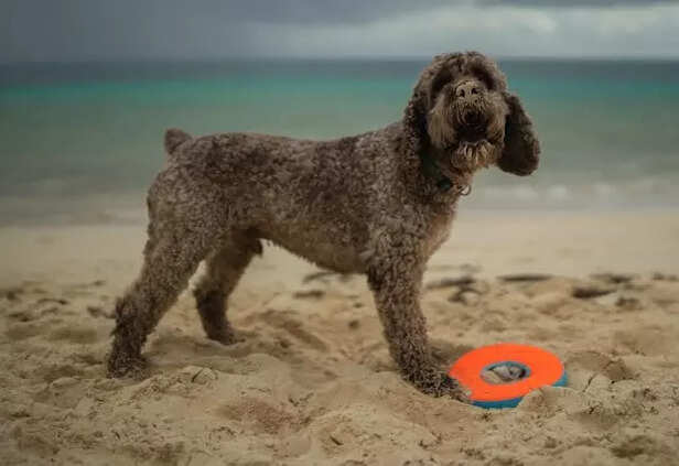 Lagotto Romagnolo Dog at the Beach