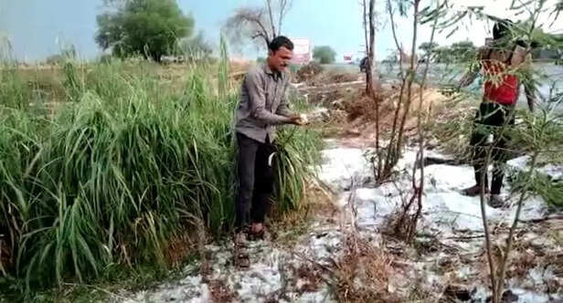 Hailstorm-Maharashtra
